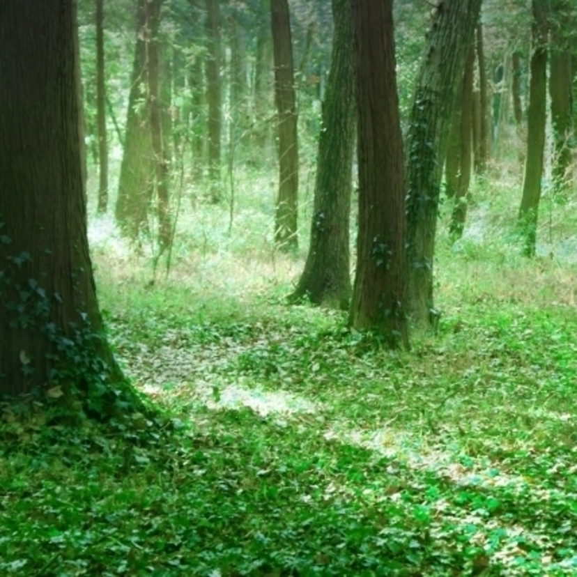 住宅で使われる木材の名称や種類